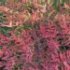 Nandina domestica