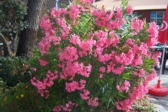 Photo de Nerium oleander