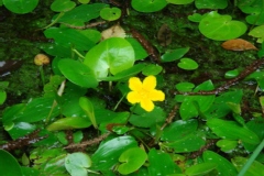 Faux nénuphar, Petit nénuphar