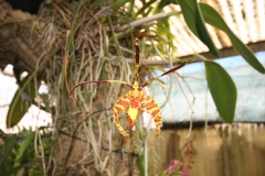 Orchidée