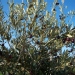 Olea europaea