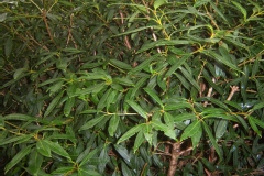 Osmanthe décorative, Osmanthe du caucase, Filaria du caucase