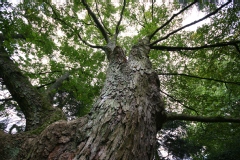 Ostryer commun, Charme houblon, Bois de fer