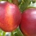 Nectarine 'independance', Nectarinier ‘independence’