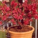 Nectarine