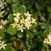 Pittosporum tobira