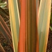 Phormium 'emerald pink', Phormium, Lin de nouvelle-zélande 'emerald pink'