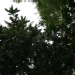 Pittosporum tobira