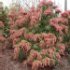 Pieris japonica 'Valley Valentine'