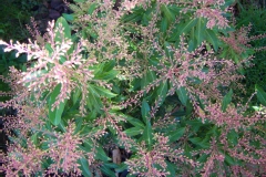 Pieris japonica
