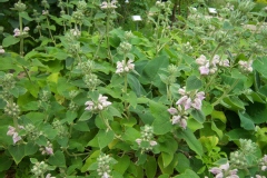 Phlomis cashmeriana