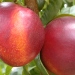 Nectarine 'fantasia', Nectarinier ‘fantasia’