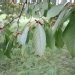 Cerisier sauvage, Merisier, Cerisier