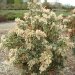 Pieris 'variegata', Pieris, Andromède du japon panachée, Pieris panaché