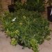 Pittosporum, Pittospore nain, Pittospore du japon nain