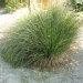 Pennisetum alopecuroïdes 'Hameln'