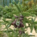 Picea abies 'Excelsa'