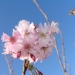 Prunus 'Accolade'