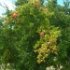 Punica granatum