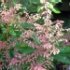 Pieris japonica