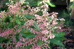 Pieris japonica