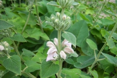 Phlomis cashmeriana