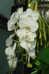 Phalaenopsis amabilis