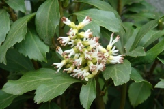Pachysandra terminalis