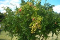 Grenadier à fleurs, Grenadier à fruits, Grenadier