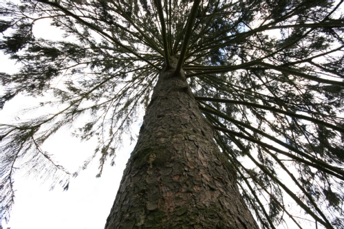 Site de Chèvreloup près de Versaille. Vit en france entre 800 et 1600 m d'altitude. C'est le sapin de noel le plus courant!
