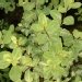 Pittospore, Pittosporum, Pittospore 'irene paterson', Pittospore à petites feuilles 'irène paterson'