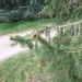 Picea abies 'Excelsa'