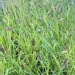 Pennisetum alopecuroïdes 'Hameln'
