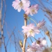 Prunus 'Accolade'