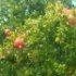 Punica granatum