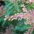 Pieris japonica
