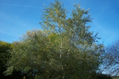 Photo de Populus alba