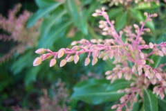 Pieris japonica