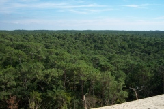 Pinus pinaster
