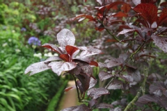 Prunus cerasifera 'Pissardii'