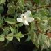 Faux jasmin, Philadelphe, Seringat