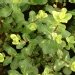 Pittospore, Pittosporum
