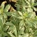 Pittospore, Pittosporum
