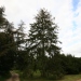 Picea abies 'Excelsa'