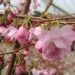 Prunus 'Accolade'