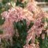 Pieris japonica