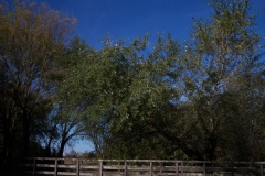 Photo de Populus alba