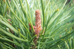 Pinus sylvestris 'Watereri'