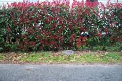 Photinia 'red robin', Photinia
