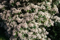 Photinia 'red robin', Photinia
